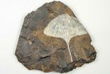 Fossil Ginkgo Leaf From North Dakota - Paleocene #201212-1